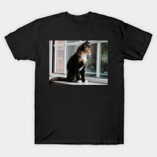 Pixies cat t shirt online